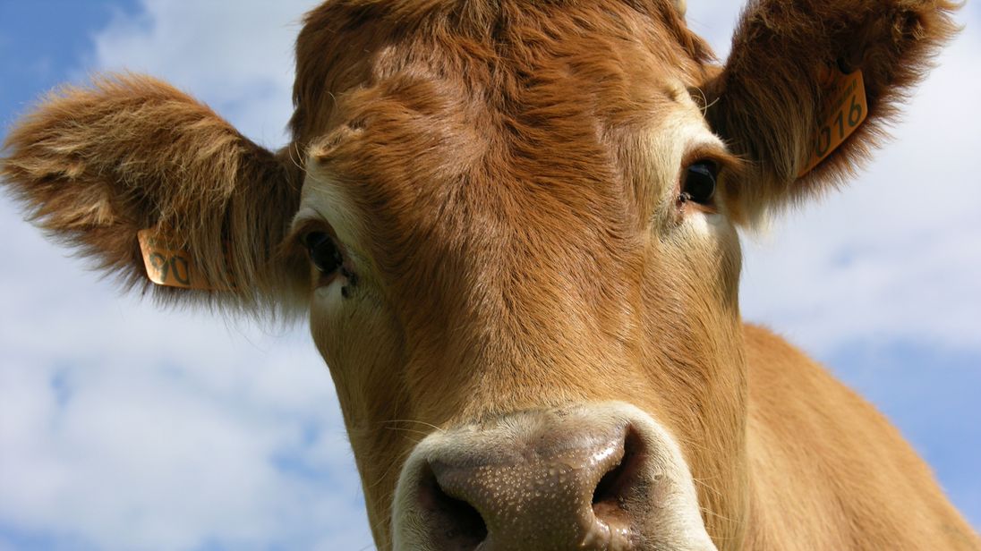 What Is The Treatment For Mad Cow Disease