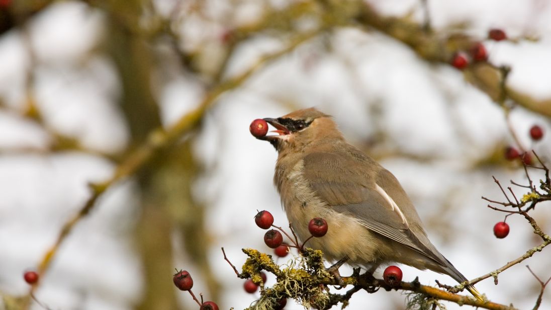 The birds were consuming berries that had fermented earlier than usual due to an early frost. File pic