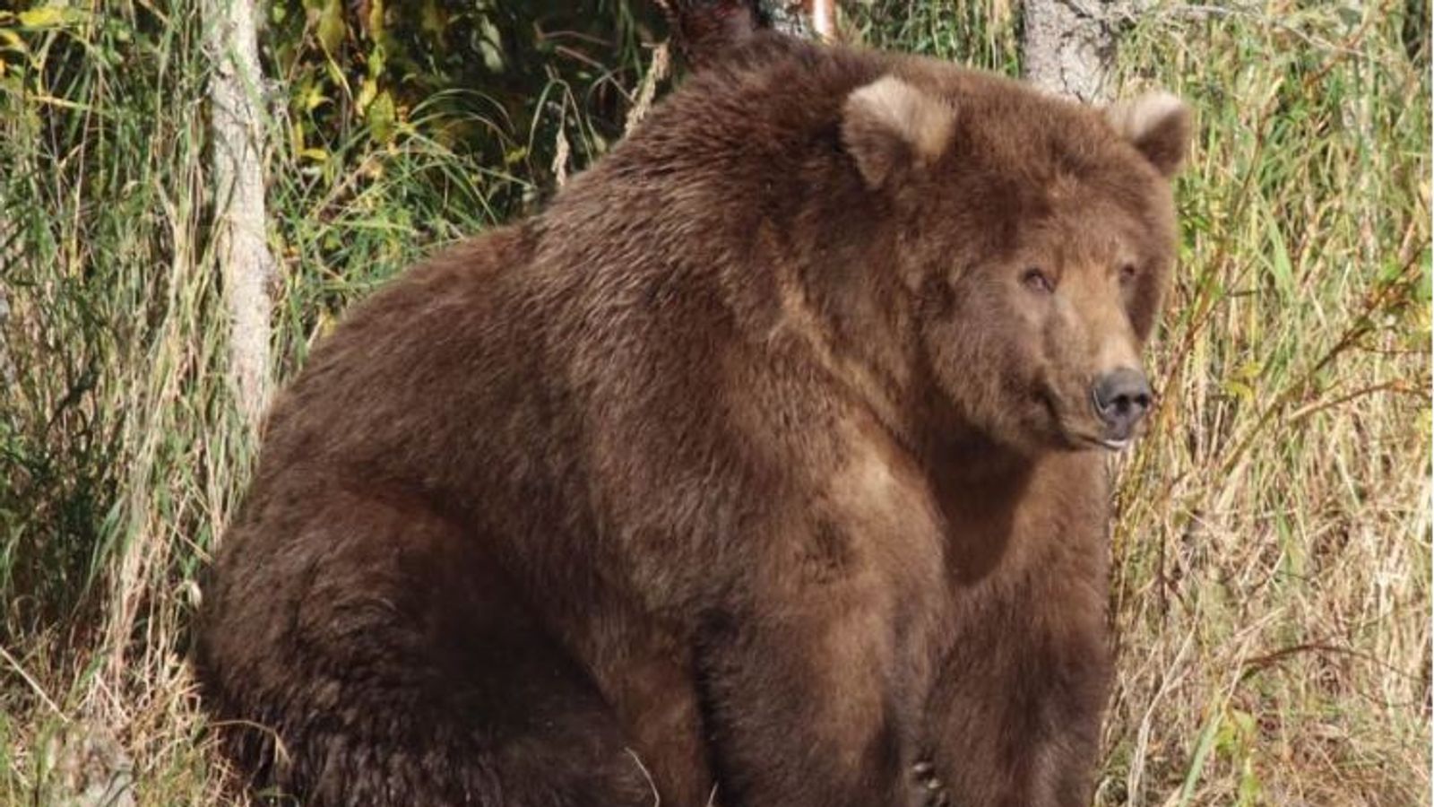 Beadnose's 'fabulous flab' wins fattest bear competition Offbeat News