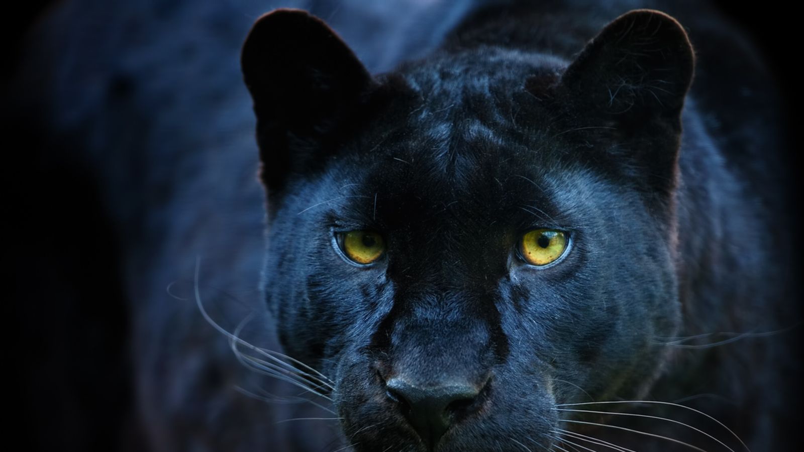 Feline daft? Big cat on the loose 'is not a panther' | UK News | Sky News