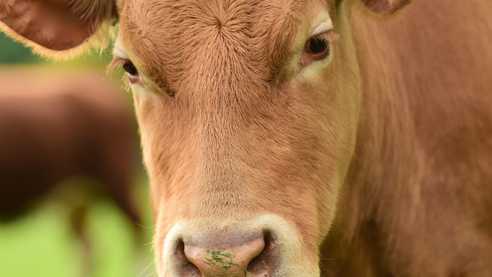 Several cows in herd of BSE case to be destroyed in Scotland | UK News ...