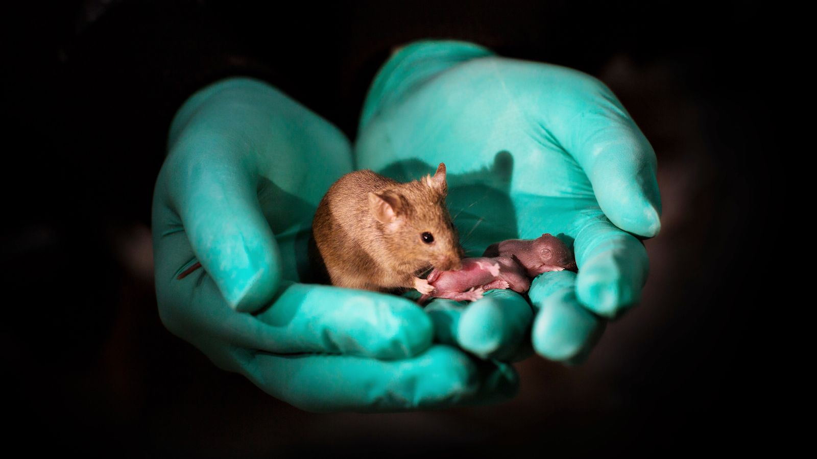 Same-sex parents produce healthy baby mice for first time | Science & Tech  News | Sky News