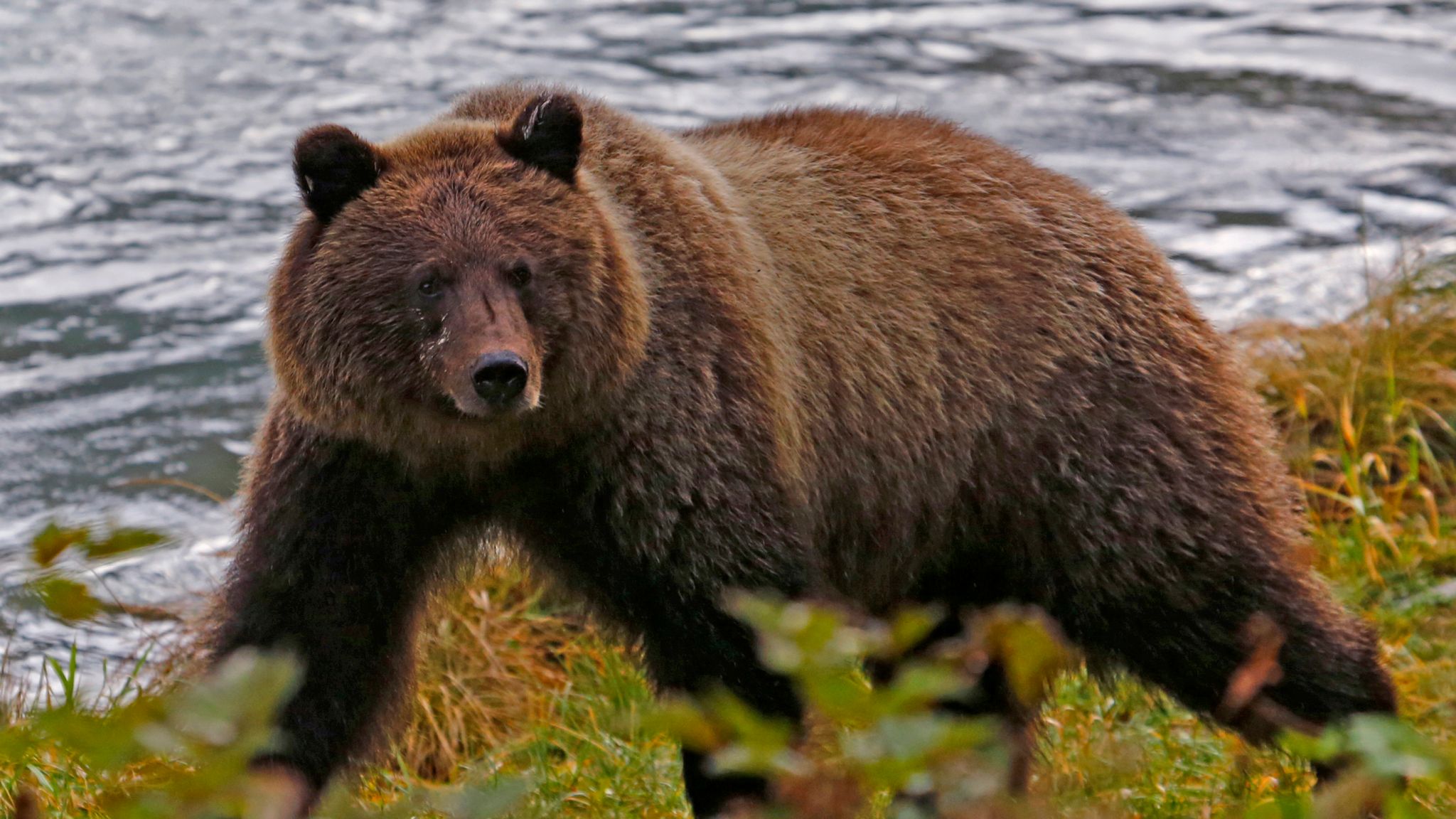 Alaska hunter fighting for life after bear he shot lands on him | World ...