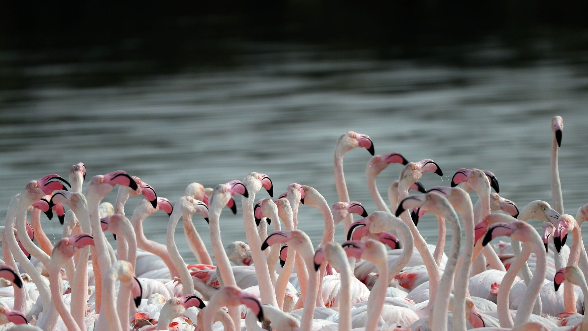 Рас аль хор. Фламинго в Дубае. Заповедник Фламинго в Дубае. Природный заповедник ras al Khor. Фламинго картинки.