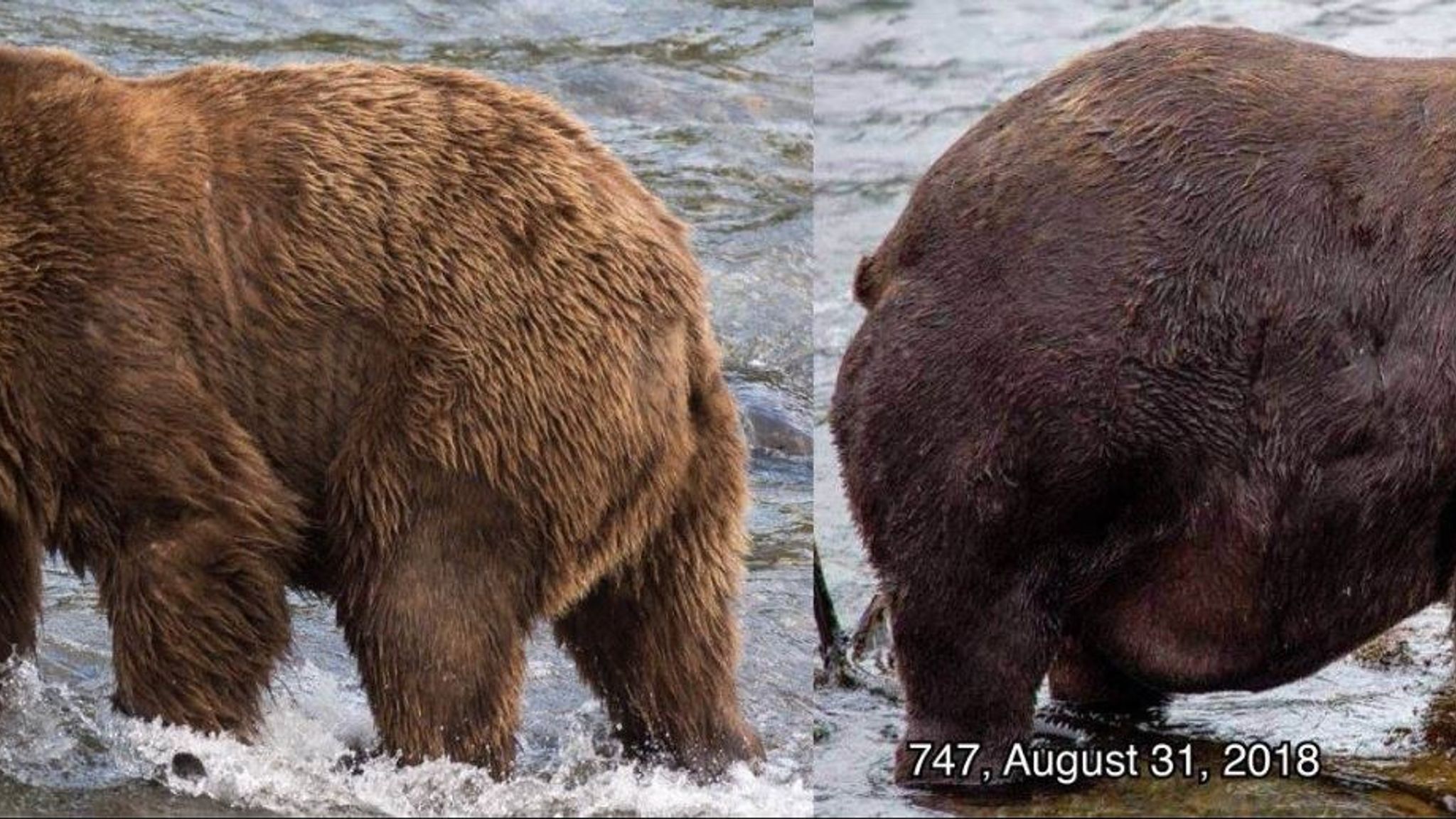 Beadnose's 'fabulous flab' wins fattest bear competition Offbeat News