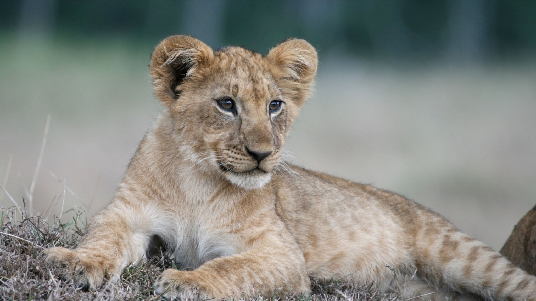 The cub. Baby Lion.