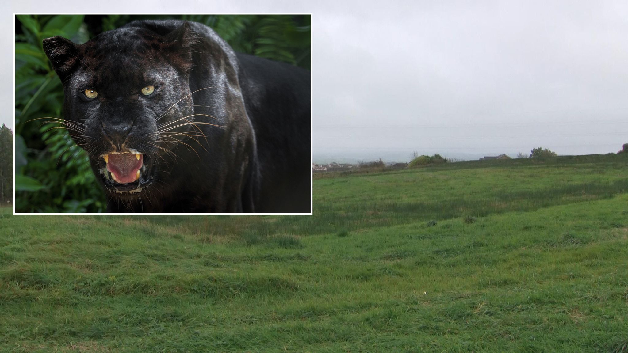 Public warned amid fear black panther is loose in Scotland UK News