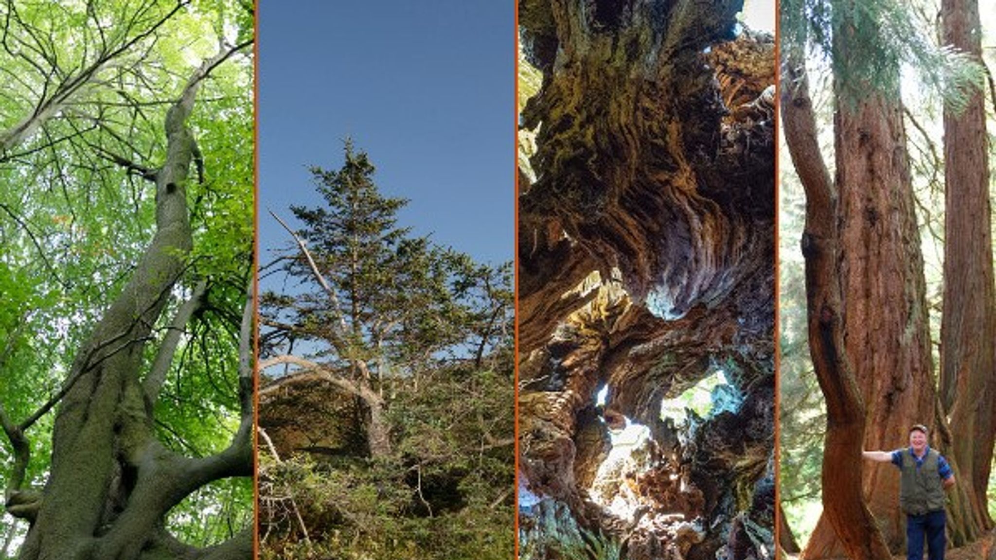 Which arboreal gem won tree of the year?, UK News