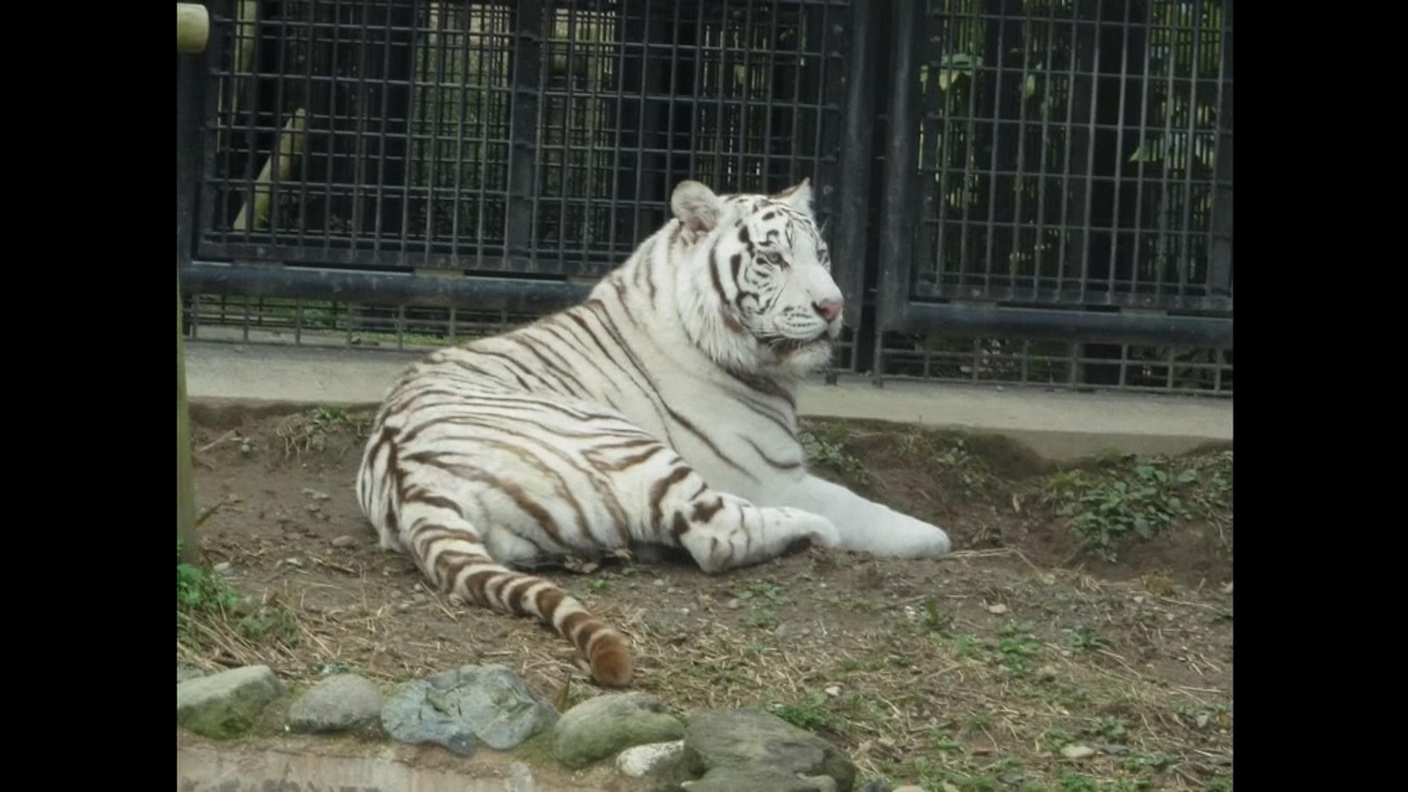 Rare white tigers debut in Japan