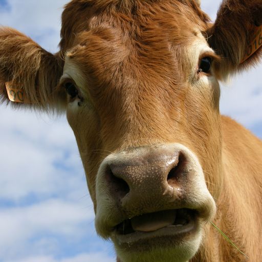 Judge approves treatment for 'mad cow-like' Creutzfeldt-Jakob disease