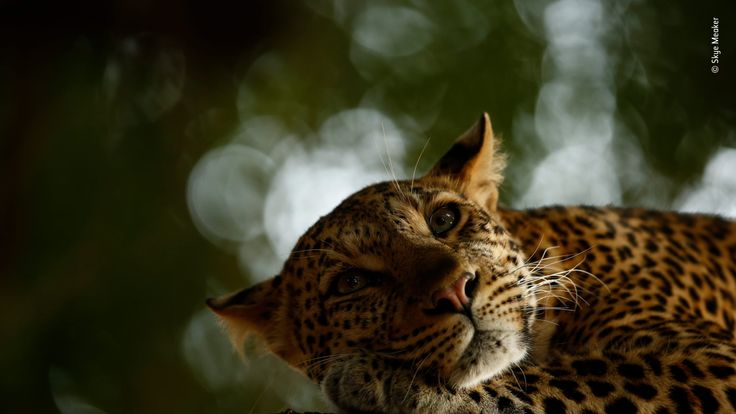 Wildlife Photographer Of The Year - young winner Skye Meaker's pic of a leopard