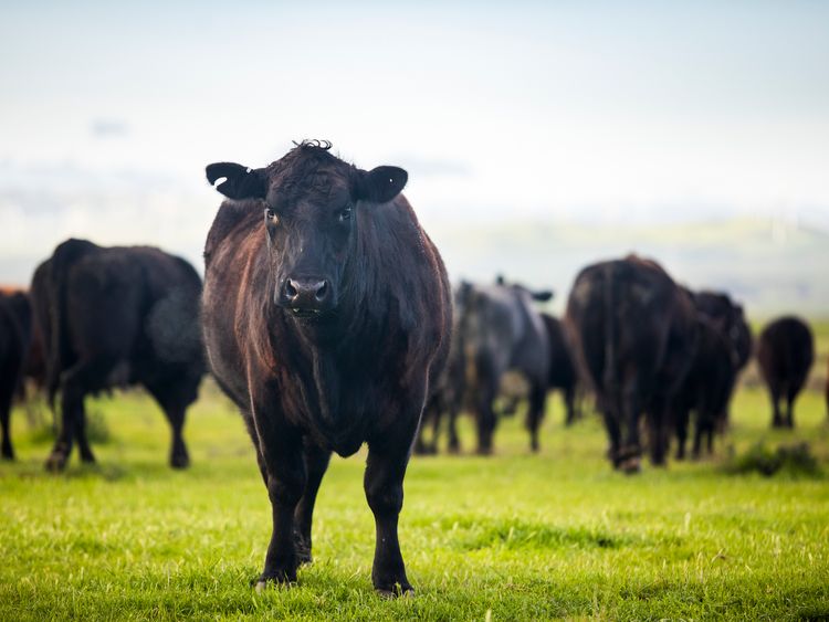 Aberdeen Angus cattle