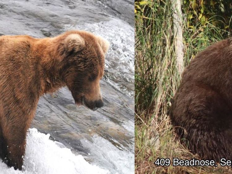 Beadnose's 'fabulous flab' wins fattest bear competition Beadnose's 'fabulous flab' wins fattest bear competition