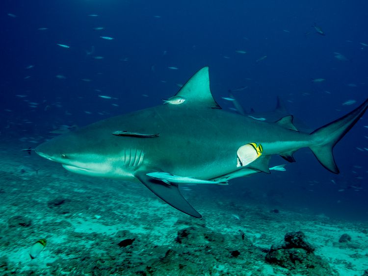 Man survives 'head-on' bull shark attack at nudist beach in Australia