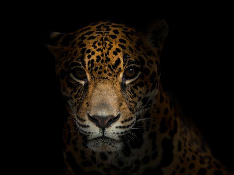 The jaguar is one of the species under threat in Latin America