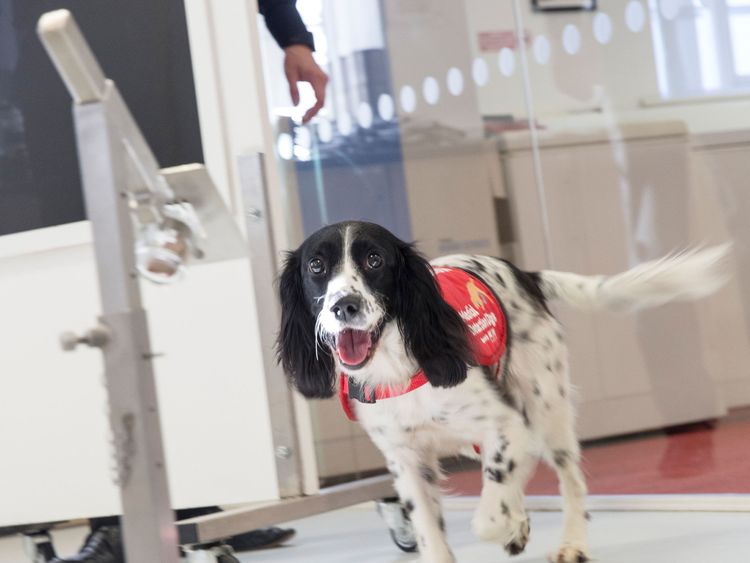 Springer Spaniel Freya who has been trained to detect malaria