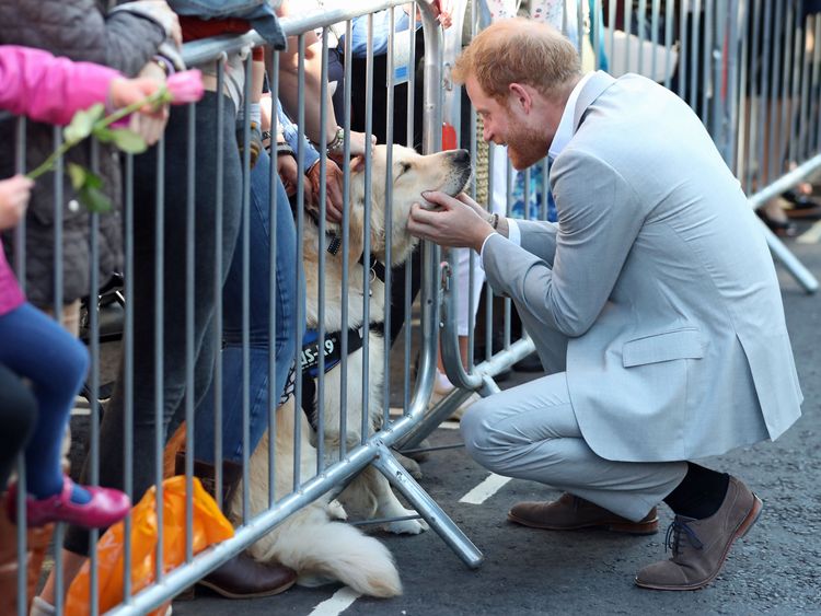 The Duke of Sussex strokes a dog as he and the Duchess of Sussex arrive in Chichester
