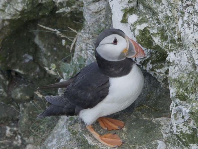 Puffin numbers in the UK have declined