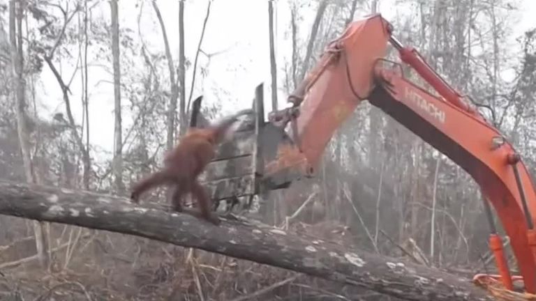 Humans have wiped out 60% of animals since 1970, says WWF | World News | Sky News Humans have wiped out 60% of animals since 1970, says WWF | World News | Sky News