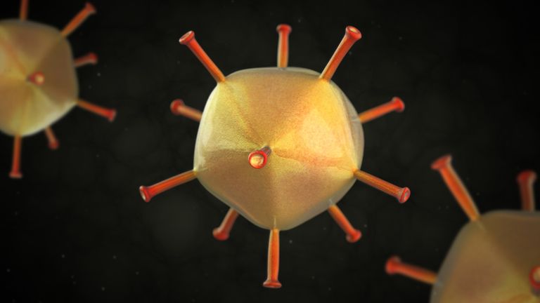 A 3D illustration of the adenovirus 