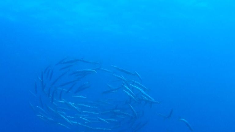 Barracudas swim in a circle in the Adriatic - something they&#39;ve not been seen doing before