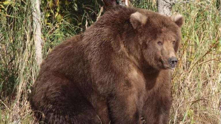 409 Beadnose has won this year&#39;s Fat Bear Week contest in Alaska. Pic: Katmai National Park & Preserve
