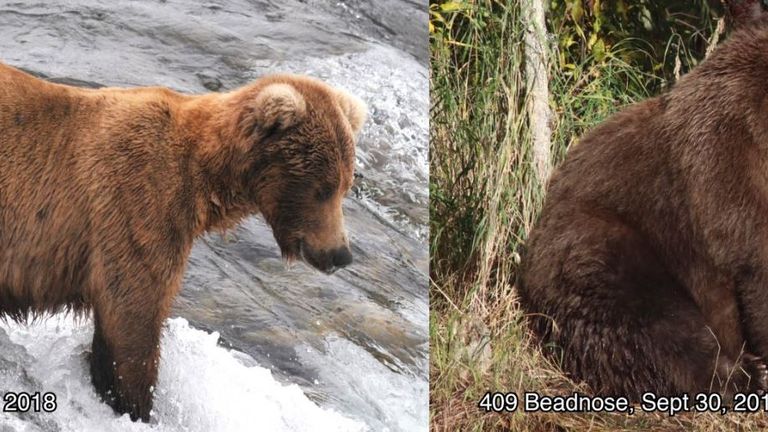 409 Beadnose pictured at the end of June, before she started to put on weight for hibernation. Pic: Katmai National Park & Preserve
