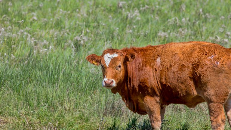 The Scottish government says the case involves a beef cow 