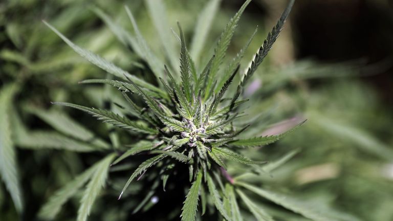 A picture shows a female cannabis plant at a cannabis plantation in the village of Yammouneh in the Bekaa valley, central Lebanon on July 23, 2018. - The sun-soaked cannabis fields stretch to the horizon, just out of reach of a nearby army checkpoint. Its production is lucrative in Lebanon, but growers fear legalising its medical use could slash profits. (Photo by JOSEPH EID / AFP) (Photo credit should read JOSEPH EID/AFP/Getty Images)
