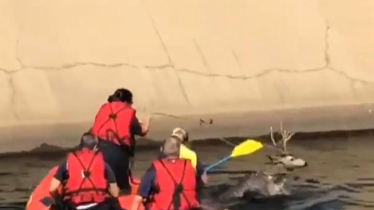Sacramento Fire Rescuers Lasso Deer Stuck in Canal.