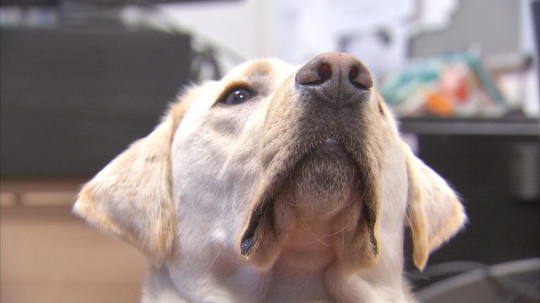 Dogs could be trained to sniff out malaria in people