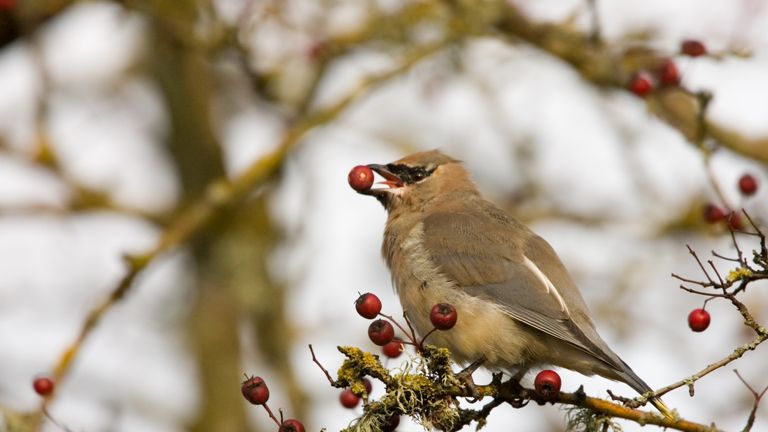 The birds were consuming berries that had fermented earlier than usual due to an early frost. File pic
