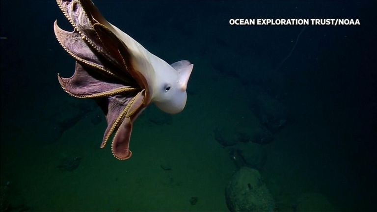 'Dumbo' octopus spotted off California coast | US News | Sky News