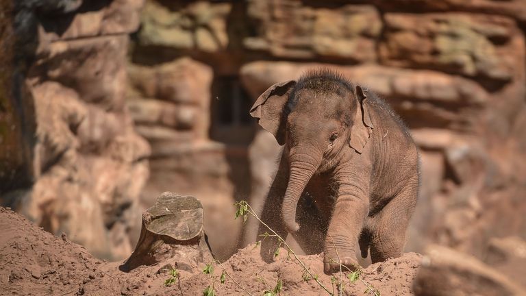 Elephant calf Aayu Hi Way died on Thursday