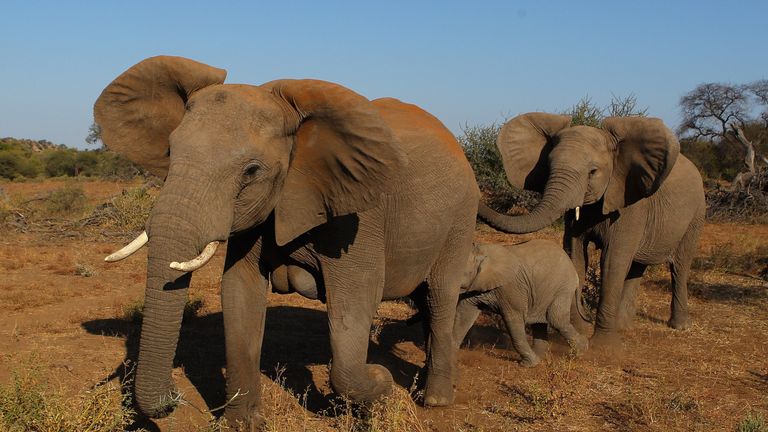 The illegal wildlife trade is worth an estimated £15bn according to WWF