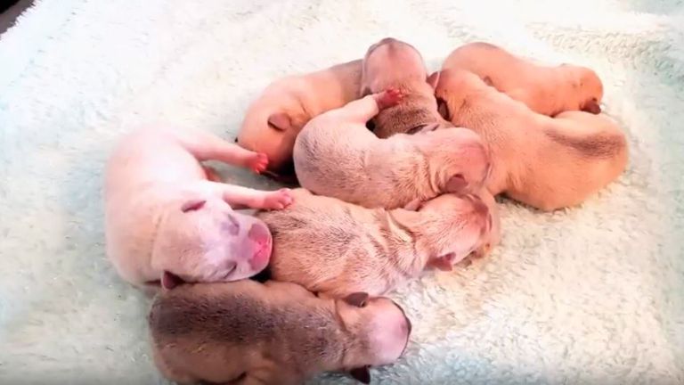 The French Bulldog puppies were just a day old when stolen. Pic: Greater Manchester Police