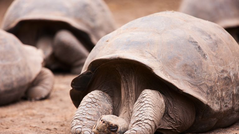 The Galapagos tortoise can live up to 170 years