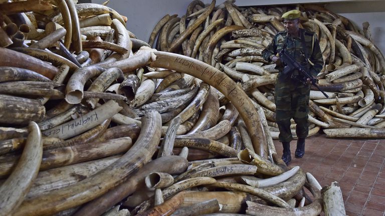 Campaigns against ivory have not ended the trade