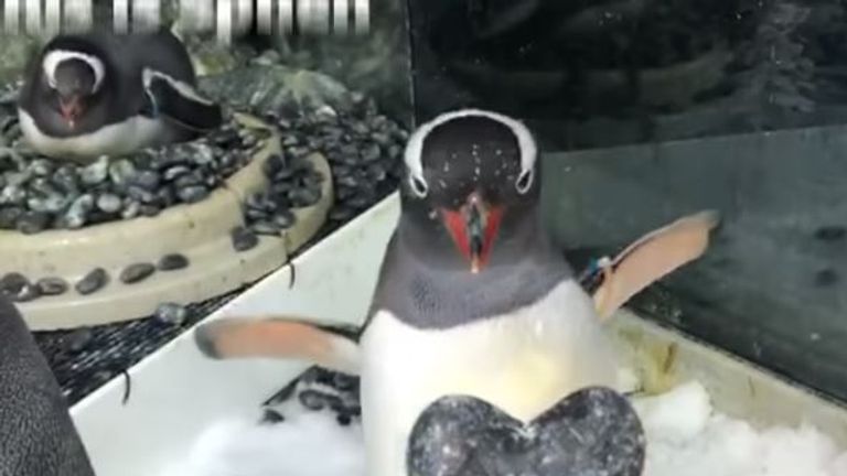 Same Sex Penguin Couple Nurturing Egg Together At Sydney Aquarium World News Sky News