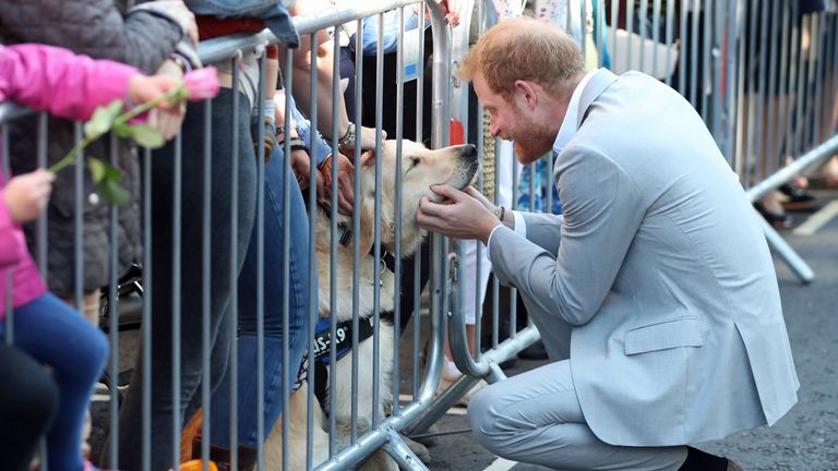 The Duke of Sussex strokes a dog as he and the Duchess of Sussex arrive in Chichester