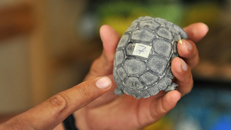 A baby giant tortoise at a breeding centre in Puerto Ayora, Santa Cruz island, Galapagos 