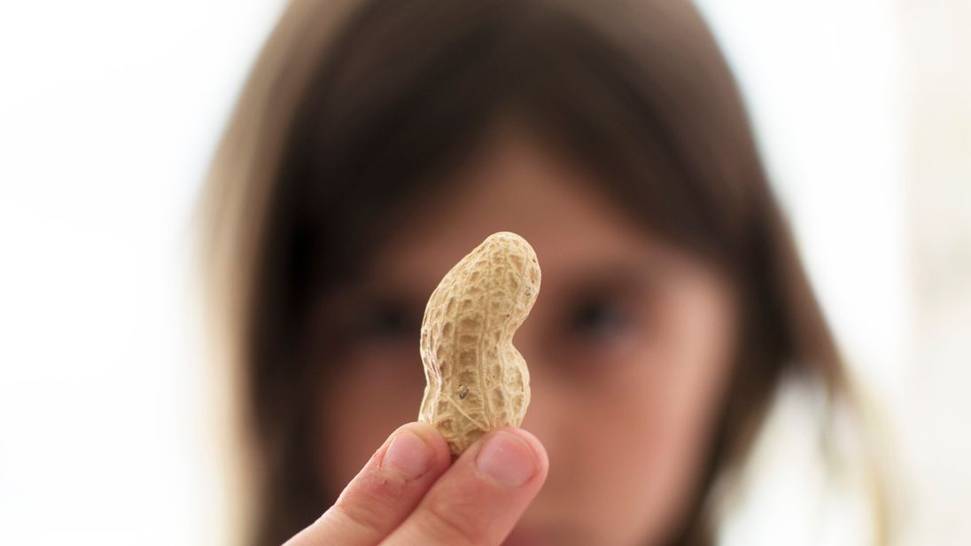 Image The children were gives increased doses of peanut protein