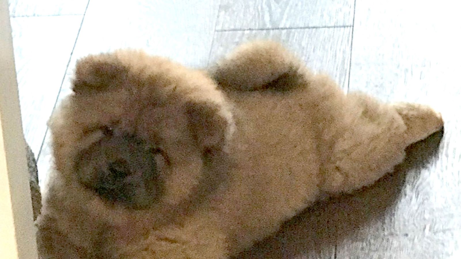 chow chow restricted breed