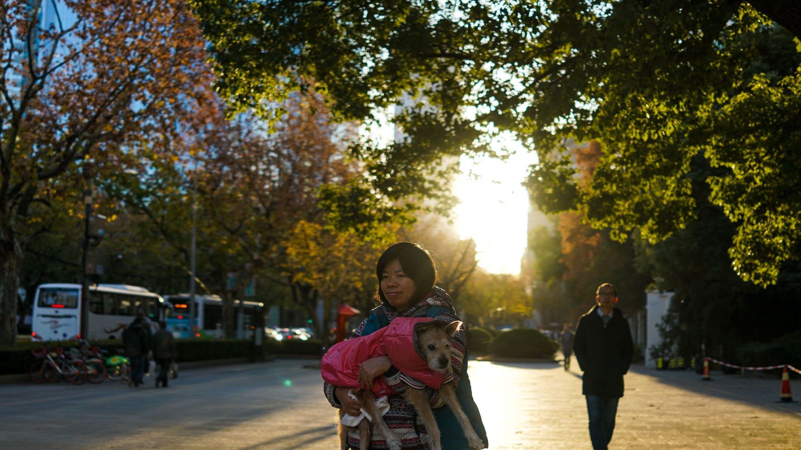 Chinese city bans dog walking in daylight hours Chinese city bans dog walking in daylight hours