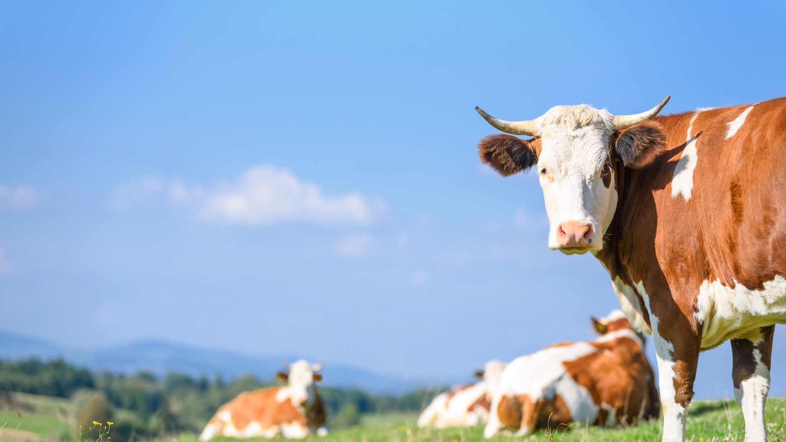 Swiss Voters Reject Measure To End Cow Horn Removal In Referendum World News Sky News