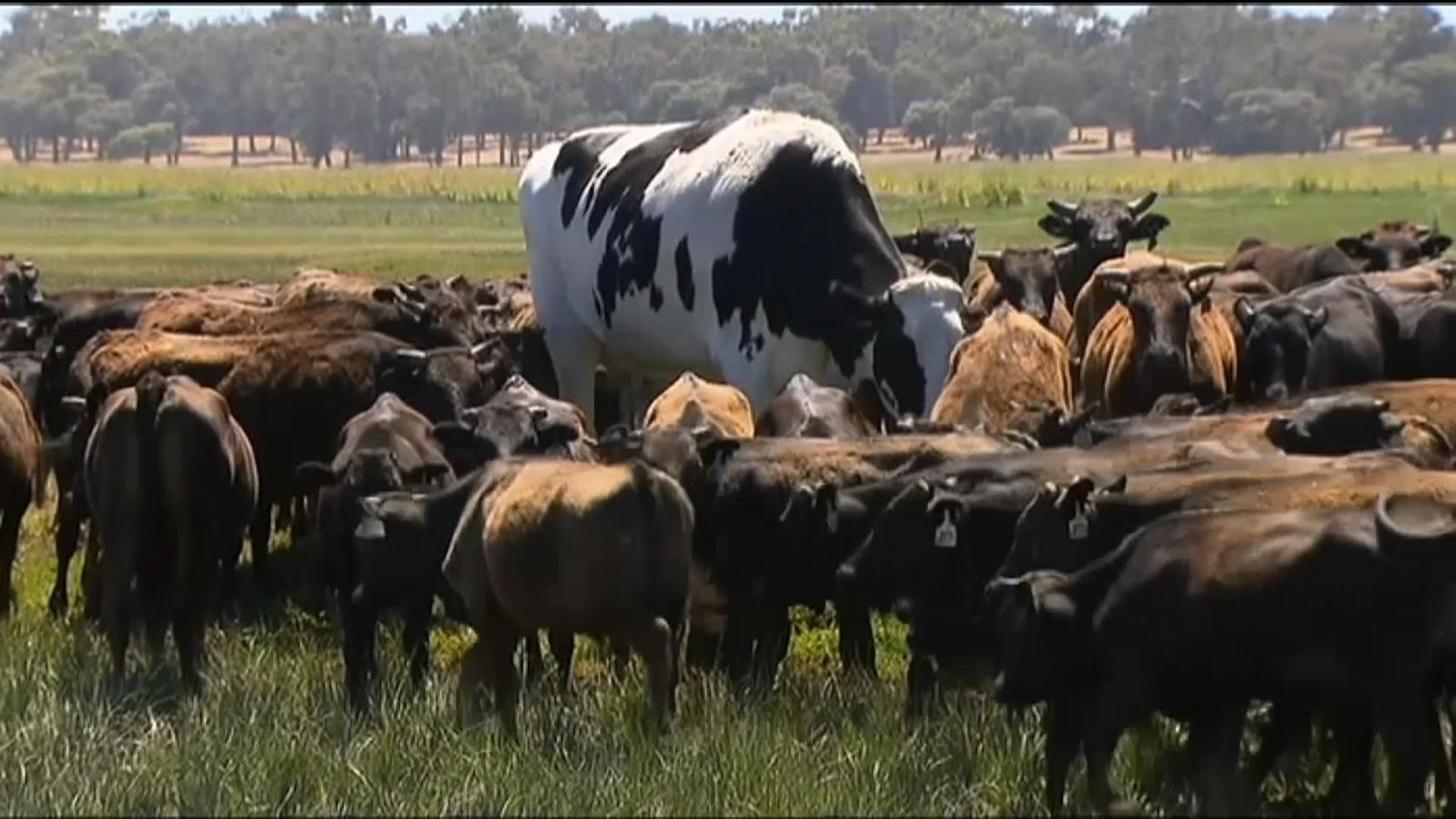 Holy cow! Giant steer too heavy for abattoir Offbeat News Sky News