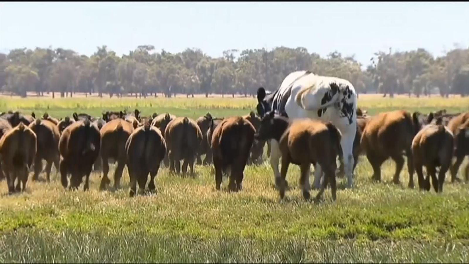 Knickers the cow Giant steer goes viral after being 'too big for