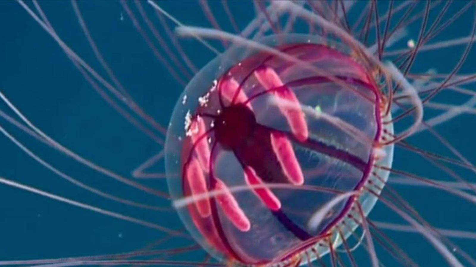 'Psychedelic Medusa' jellyfish seen near Puerto Rico | World News | Sky ...