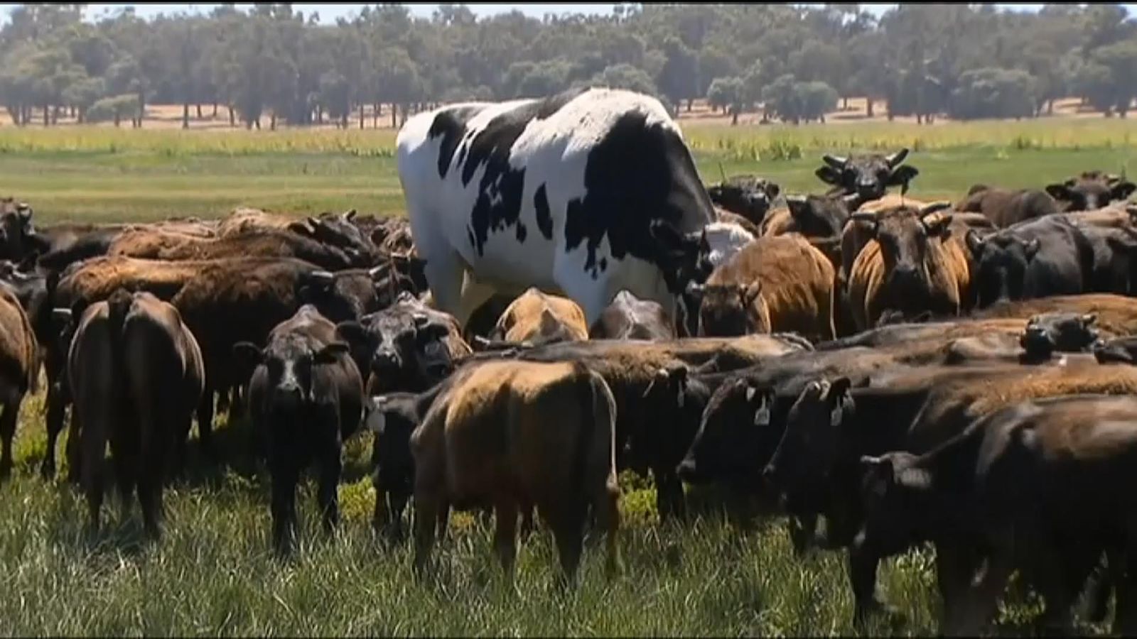 Knickers the cow Giant steer goes viral after being 'too big for