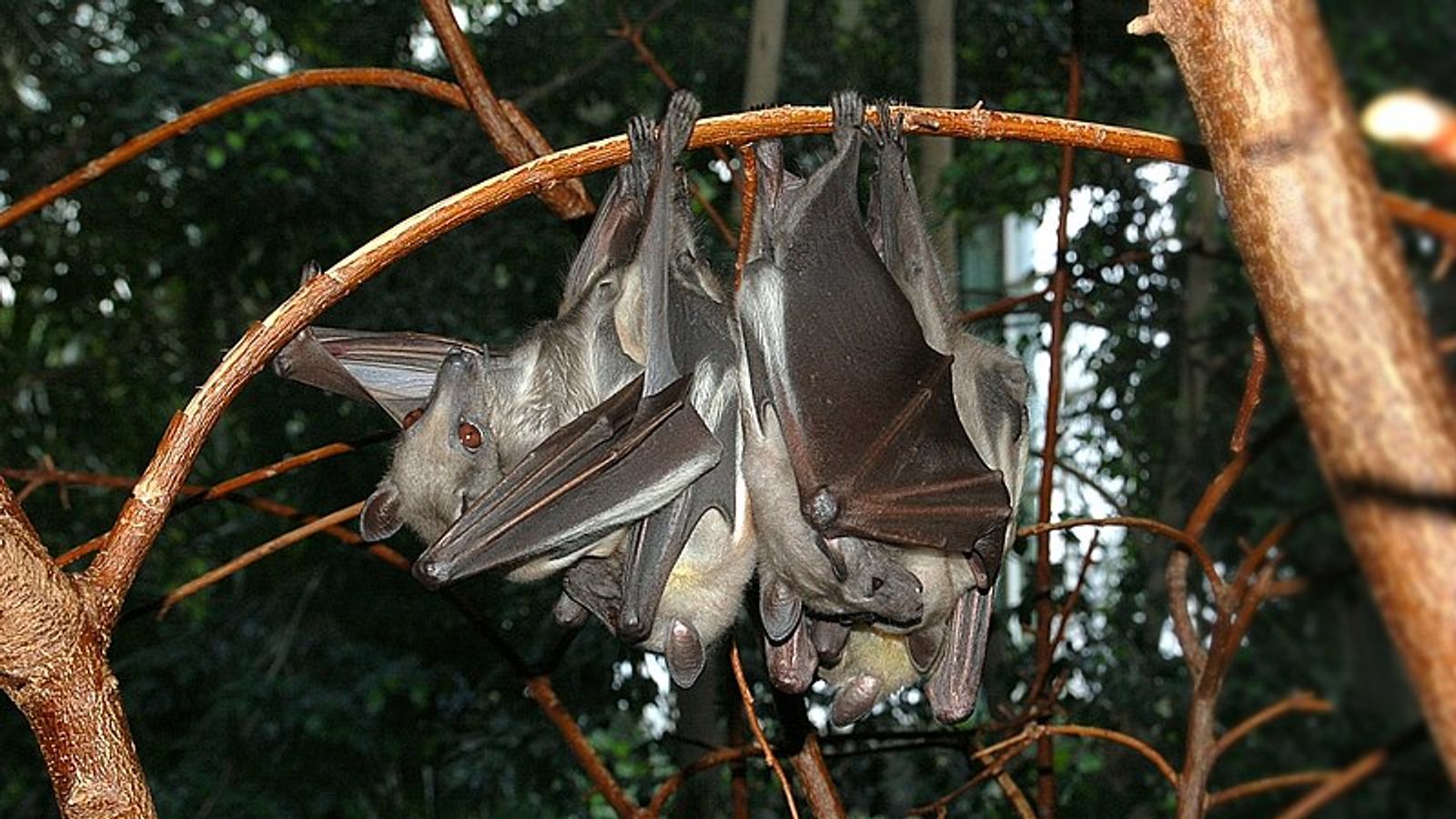 Why the deadly disease Ebola keeps coming back World News Sky News